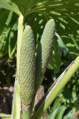 Pineapple banana fruit in a garden in Madeira, Portugal