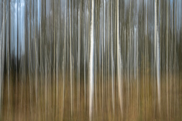 Abstract nature : Digital art, streak effect, artistic blur forest in the Netherlands, europe. Art of nature: natural structures / texture 