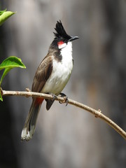 red-whiskered bulbul