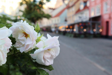 White pink roses flowers in old city center Riga Latvia. Europe travel with nice old buildings...