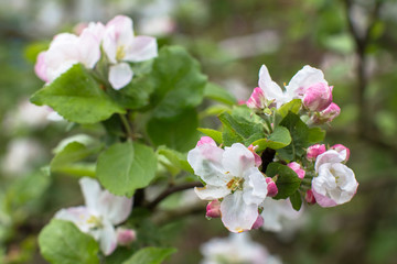 blooming apple tree flowers on a branch