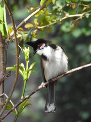 red-whiskered bulbul