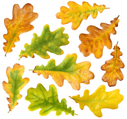 Obraz premium autumn oak leaves isolated on white background
