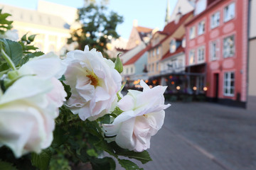 White pink roses flowers in old city center Riga Latvia. Europe travel with nice old buildings street cafe. Macro close-up shot with evening lights