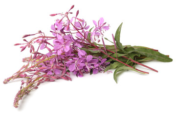 Fireweed flower