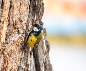 A tit is looking for food on a tree trunk.