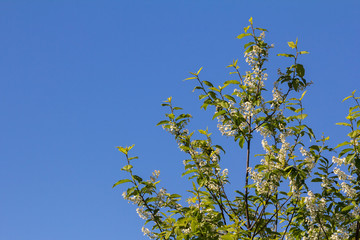 blooming plum against the blue sky