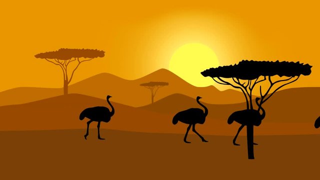 Silhouettes of the ostriches walking in the savanna, animation with ostriches