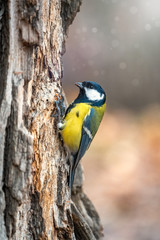 A tit is looking for food on a tree trunk.