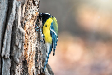 A tit is looking for food on a tree trunk.