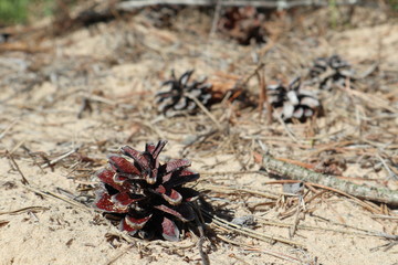 Pine tree cone on sand with needles close-up nature sunny macro