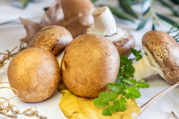 Group of beautiful brown champignons on the white background. Healthy food concept.