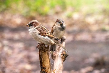 Naklejka na ściany i meble Two sparrows are sitting on a branch with a blurred background.