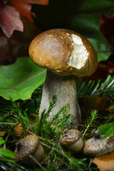 Boletus edulis close-up on a blurred background