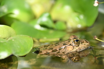 grenouille