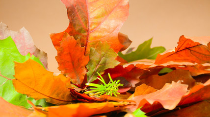 Obraz premium Composition of colorful autumn leaves on a light background