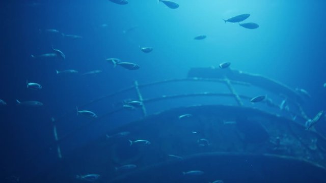 fish swimming in the sea around a sunken boat 4k PRORES Footage