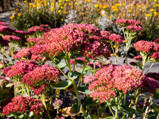 Obraz premium flowers in the garden