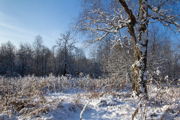 the old tree is covered with snow