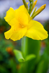 yellow flower