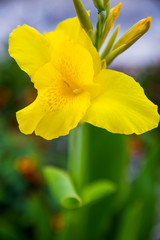 yellow and yellow flower