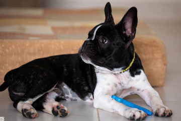 french bulldog puppy