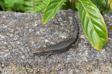 A small lizard is sitting on a stone