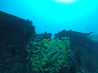 diver exploring a wreck