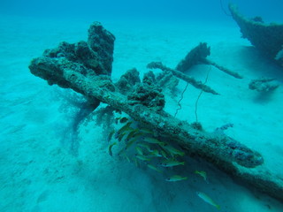Fototapeta premium scuba dive