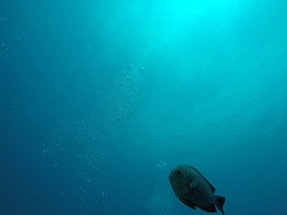 Fototapeta na wymiar fish in ocean