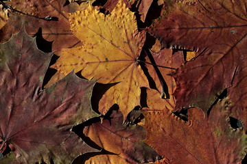 Autumn background with colorful fall maple leaves. Top view.