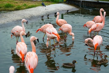 flamingos em santiago