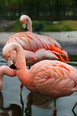 flamingos em santiago
