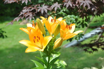 Yellow Lilies