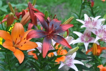 Mixed Lilies
