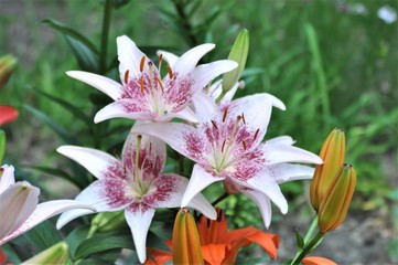 Pink Lilies in Garden