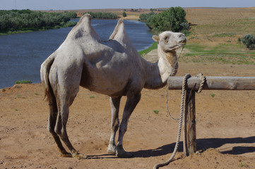 Camel stands near the water