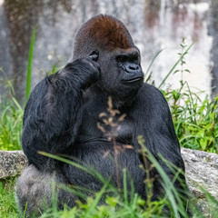 Gorilla, monkey, dominating male sitting in the grass, funny attitude