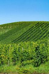 Fototapeta na wymiar Famous green terraced vineyards in Mosel river valley, Germany, production of quality white and red wine, riesling