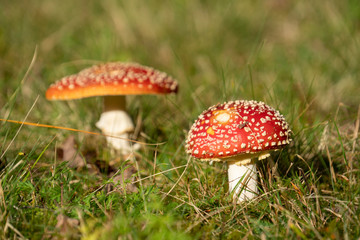 Fliegenpilze - Amanita muscaria