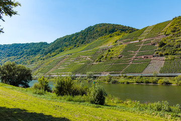 Famous green terraced vineyards in Mosel river valley, Germany, production of quality white and red...