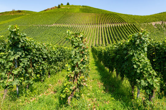 Famous green terraced vineyards in Mosel river valley, Germany, production of quality white and red wine, riesling