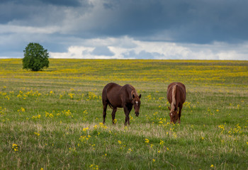 Horses graze in the summer on a meadow with foals