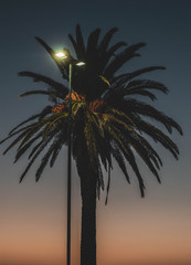 palm tree nightlight