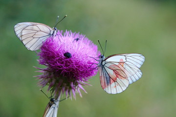 hawthorn butterfly