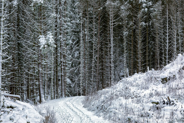 Spruce forest winter
