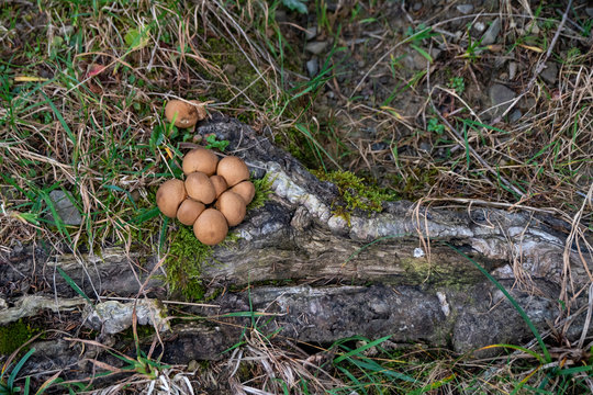PIlze suchen im Wald: St&auml;ublinge, Boviste