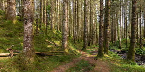 Fototapeta na wymiar Spruce forest trail