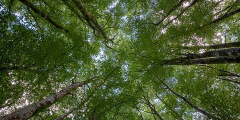 Forest Canopy