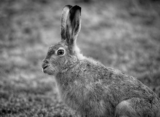Rabbit